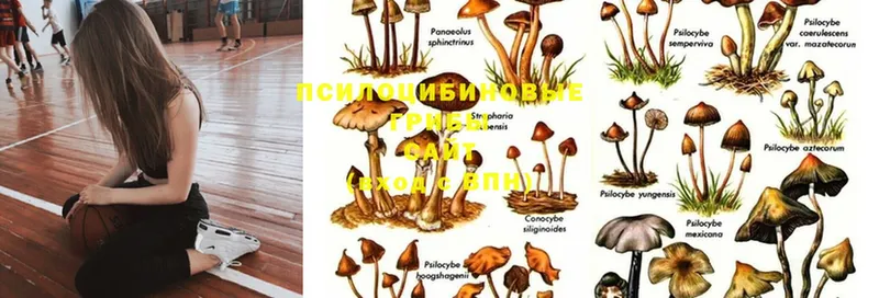 Галлюциногенные грибы MAGIC MUSHROOMS  Нижние Серги 